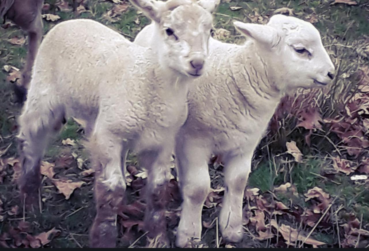 Ecogite Rural La Cle Des Champs Peyrelongue-Abos Екстериор снимка